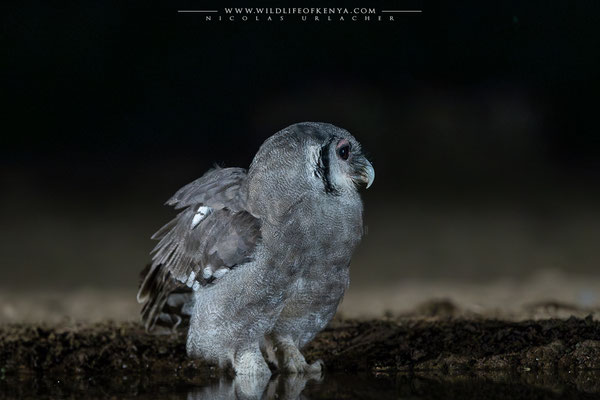 Shompole Conservancy
