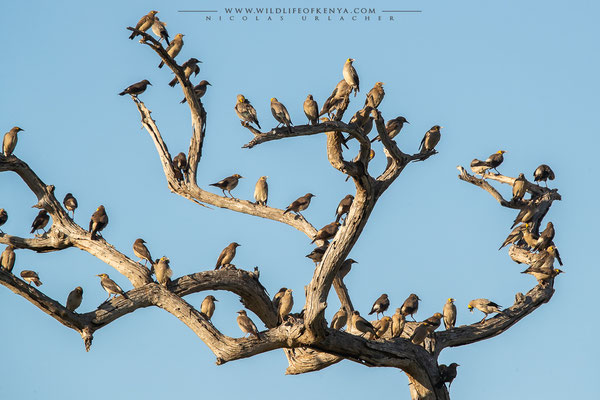 Tsavo West National Park