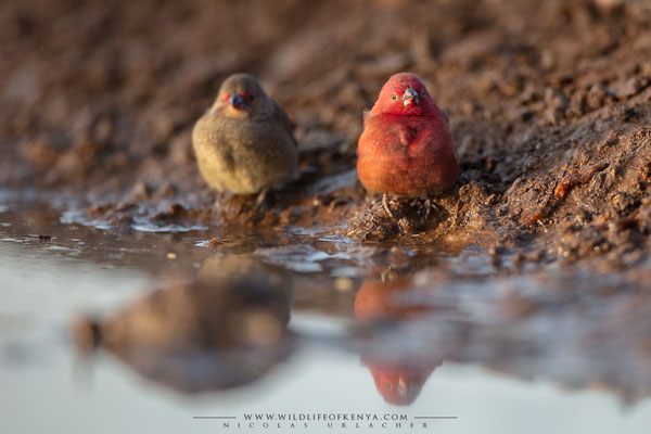 Shompole Conservancy