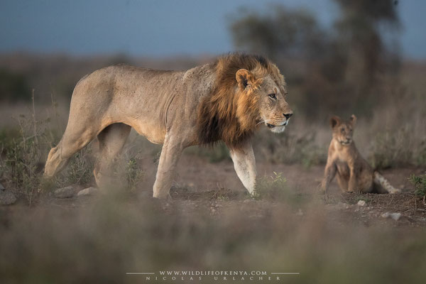 Lion / Amboseli / January 2023
