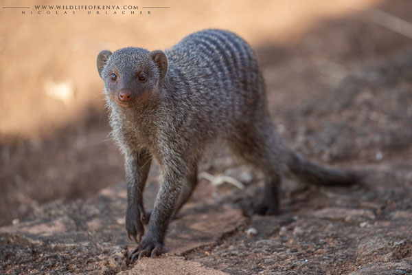 Tsavo National Park