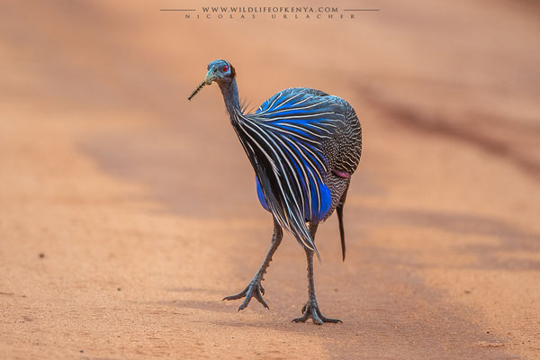 Tsavo West National Park