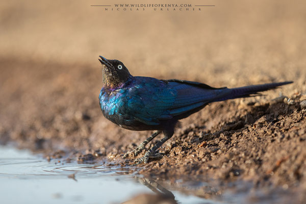 Shompole Conservancy