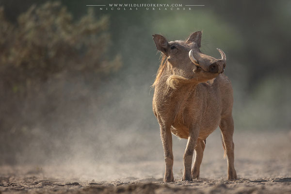 Shompole Conservancy