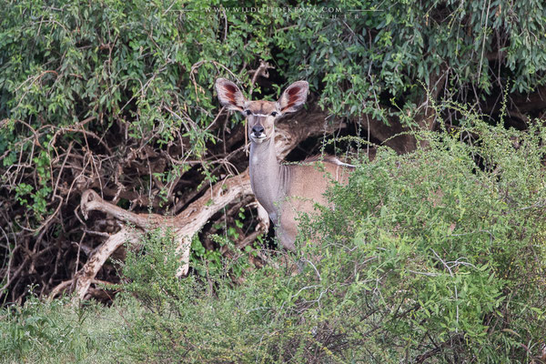 Samburu National Reserve