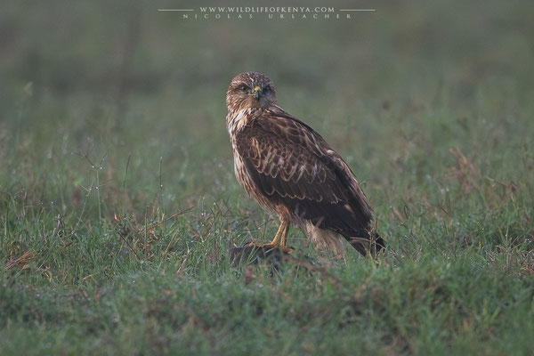 Nakuru National Park