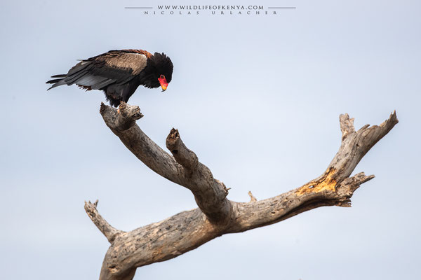 Samburu National Reserve