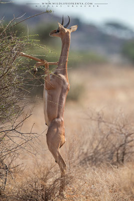 Samburu National Reserve