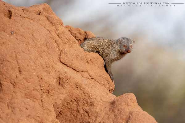 Samburu National Reserve