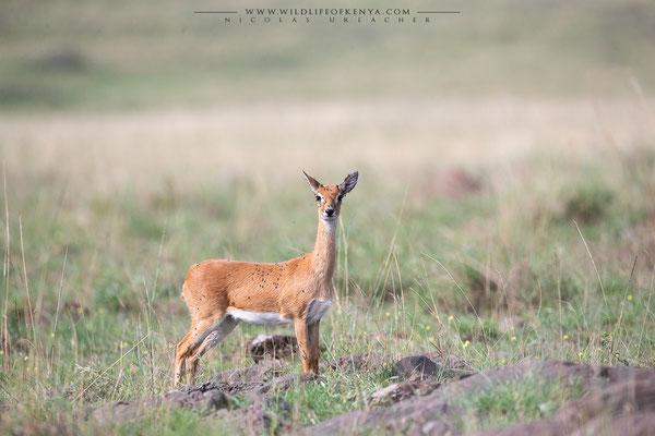 Mara Triangle