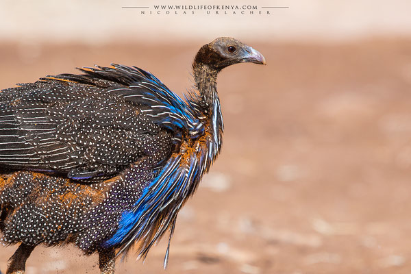 Samburu National Reserve