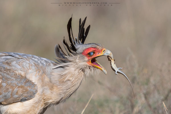 Samburu National Reserve