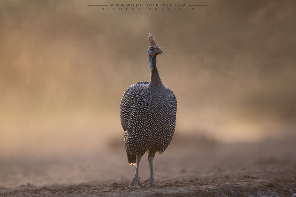 Shompole Conservancy
