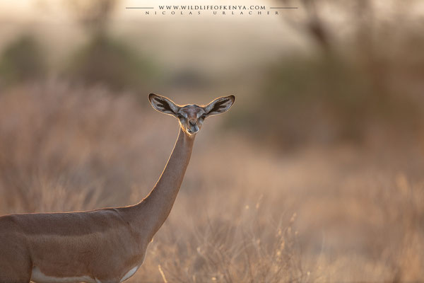 Samburu National Reserve