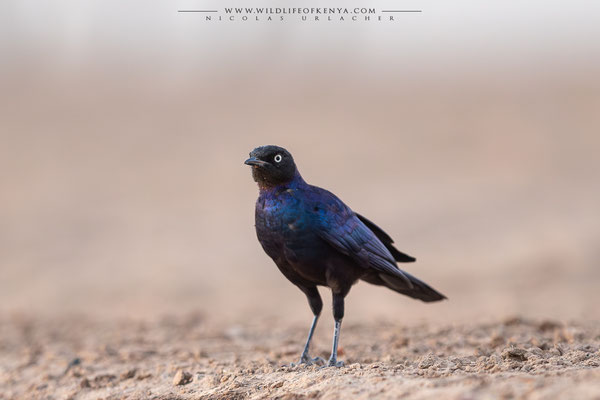 Shompole Conservancy