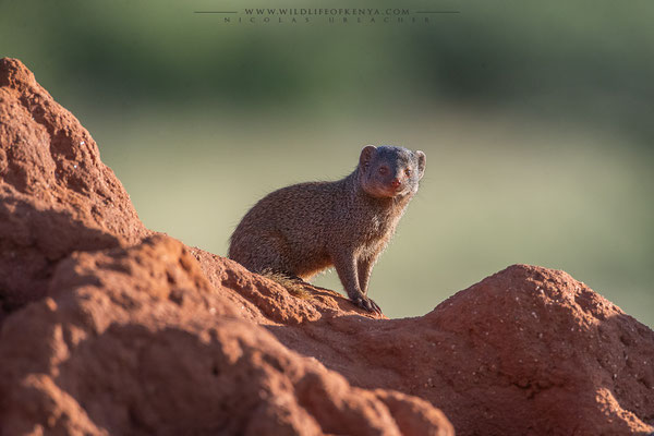Samburu National Reserve