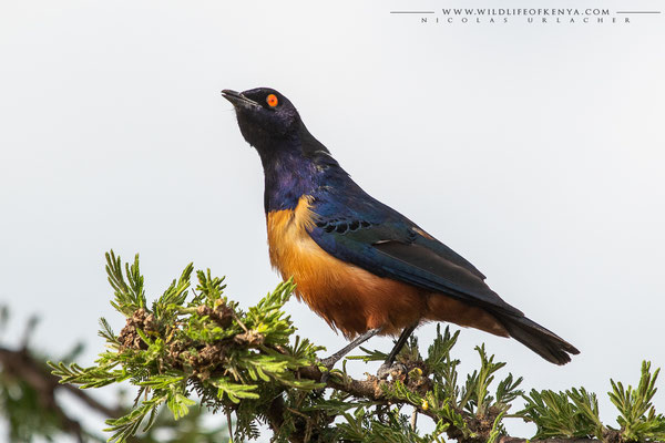 Naboisho Conservancy