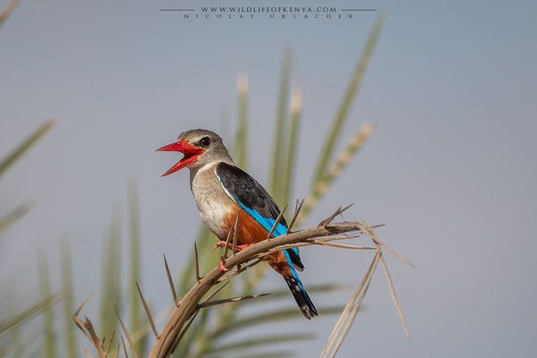 Amboseli National Park