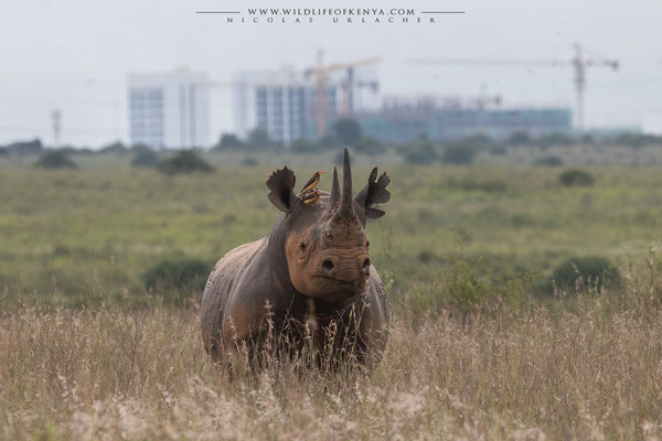 Nairobi National Park