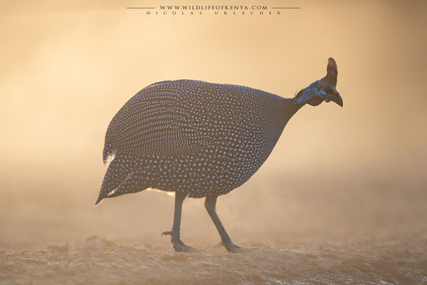 Shompole Conservancy
