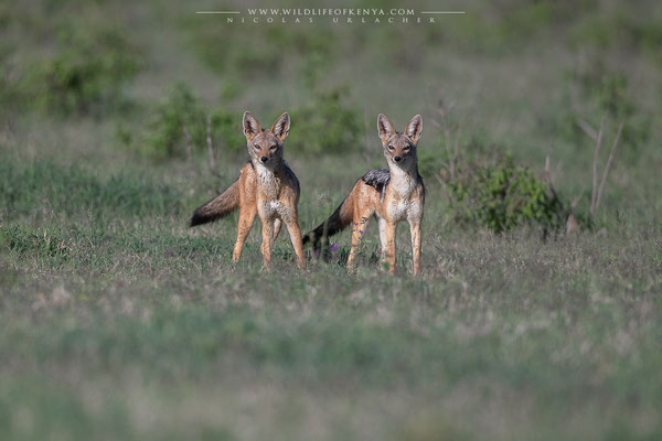 Nakuru National Park