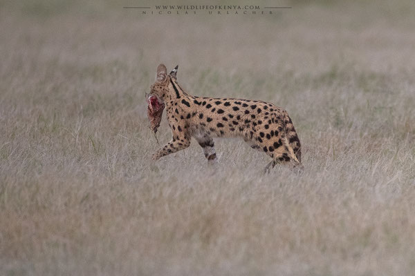 Amboseli National Park