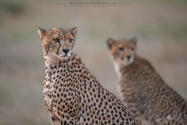 Cheetah / Samburu / December 2022