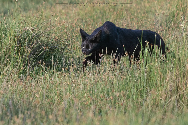 Amboseli National Park