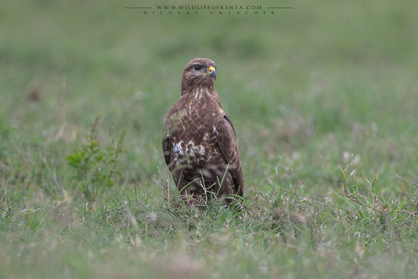Nakuru National Park