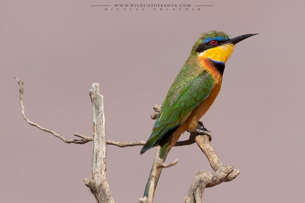 Samburu National Reserve