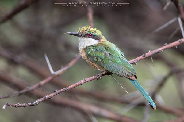 Samburu National Reserve