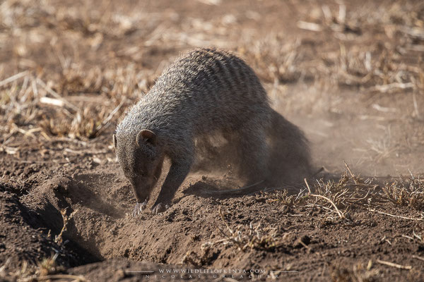 Tsavo National Park