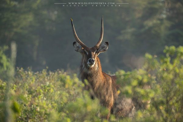 Nakuru National Park
