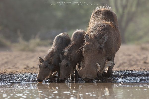Shompole Conservancy