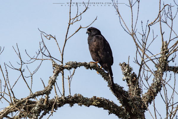 Dark morph / Ol Pejeta Conservancy
