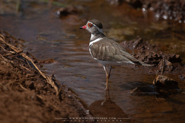 Nairobi National Park