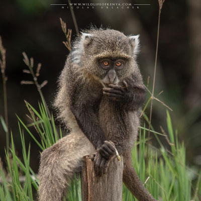 Karura Forest, Nairobi