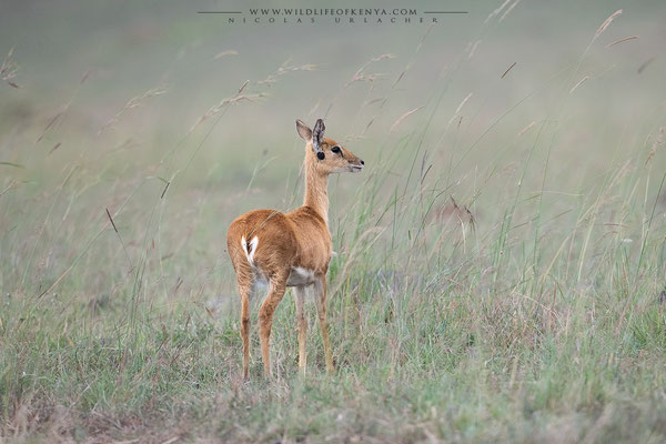 Mara Triangle