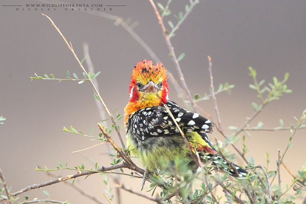 Buffalo Springs National Reserve