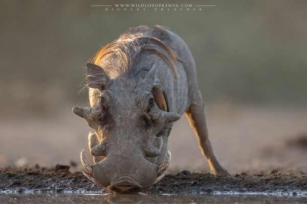 Shompole Conservancy