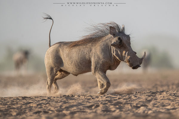 Shompole Conservancy