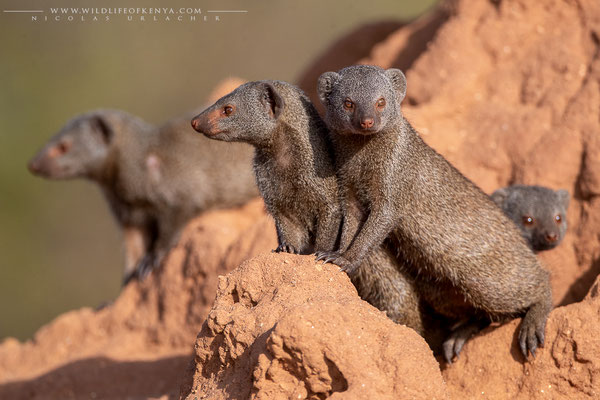 Samburu National Reserve
