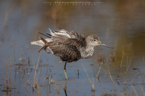 Lake Nakuru National Park
