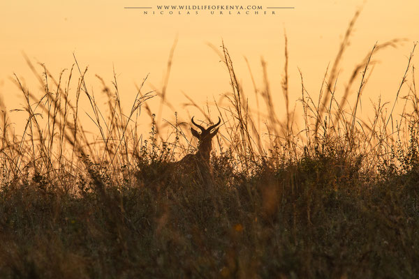 Nairobi National Park