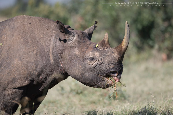 Ol Pejeta Conservancy