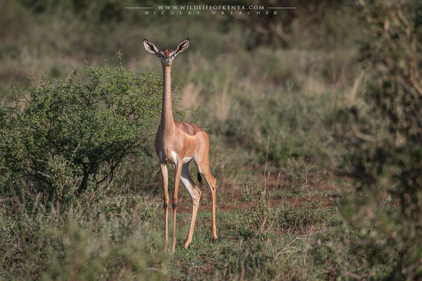 Tsavo West National Park