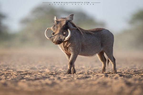 Shompole Conservancy