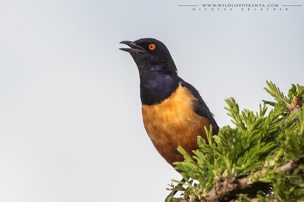 Naboisho Conservancy