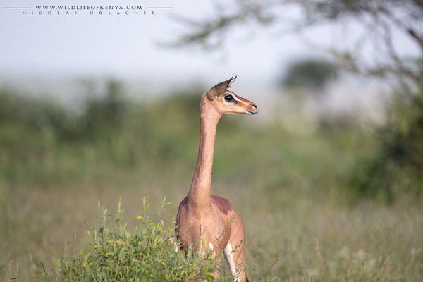 Samburu National Reserve