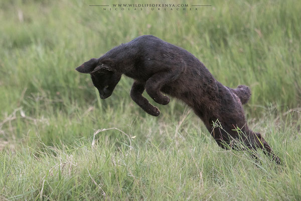 Amboseli National Park